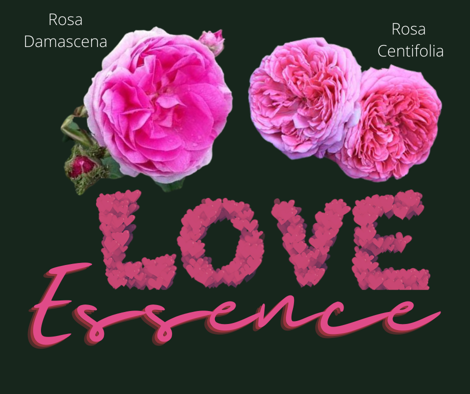 Rosa centifolia and Rosa damascena -Love essence -Rose essence