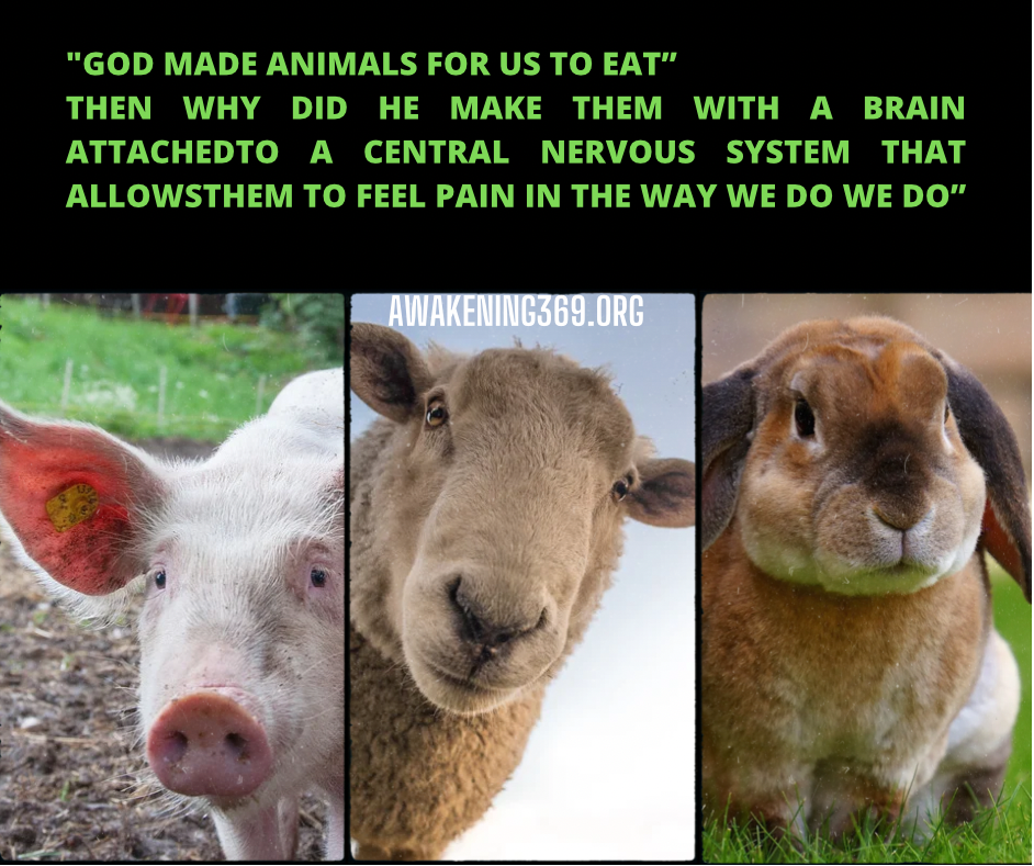 Featured image for Https://Awakening369.org: "GOD MADE ANIMALS FOR US TO EAT"
THEN WHY
DID
HE MAKE THEM WITH A
BRAIN
ATTACHEDTO
A CENTRAL
NERVOUS SYSTEM
THAT
ALLOWSTHEM TO FEEL PAIN IN THE WAY WE DO WE DO"